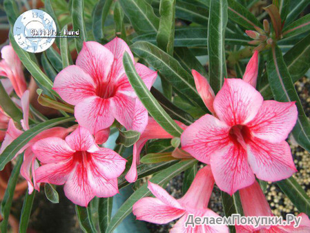 Adenium Obesum	Star of Red Sparkles 5 