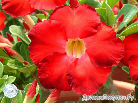 Adenium Obesum	Super Satisfactory 5 