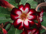 Adenium Obesum	Super Star of Tomorrow 5 