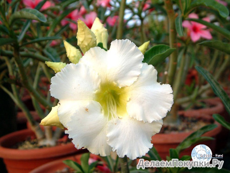 Adenium Obesum	Arctic Snow 5 