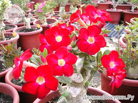 Adenium Obesum	Arrogant 5 