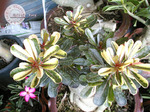 Adenium Obesum	Super Yellow Maple Leaf 5 