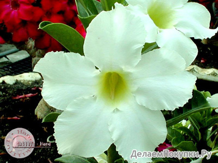 Adenium Obesum	Asian Star 5 