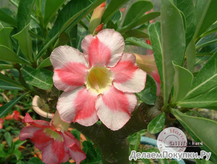 Adenium Obesum	Beauty Cloud 2 (5 )