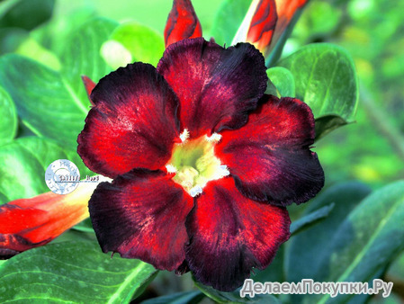 Adenium Obesum	Black Fire 5 