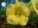 Adenium Obesum	Yellow Earth 5 