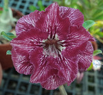 Adenium Obesum	KO_144 (5)