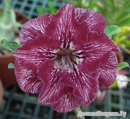 Adenium Obesum	KO_144 (5)