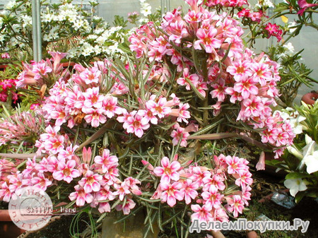 Adenium Obesum	Bosom Jade 5 