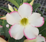 Adenium Obesum	KO_142 (5)