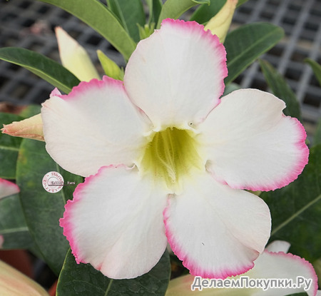 Adenium Obesum	KO_142 (5)