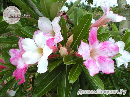 Adenium Obesum	Chameleon 5 