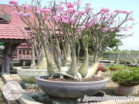 Adenium Arabicum	Desert Night Fork. 5 