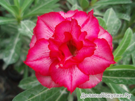 Adenium Obesum	Double Blush 5 