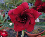 Adenium Obesum	KO_140 (5)