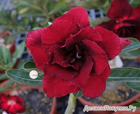 Adenium Obesum	KO_140 (5)