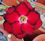 Adenium Obesum	KO_138 (5)