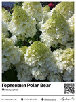  Polar Bear () : 72009