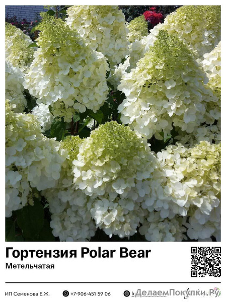  Polar Bear () : 72009