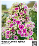  Orchid Yellow () : 40023