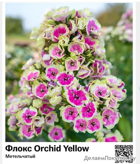  Orchid Yellow () : 40023