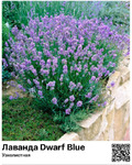  Dwarf Blue (),  P9 : 44002