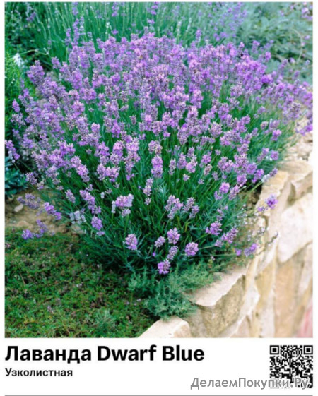  Dwarf Blue (),  P9 : 44002